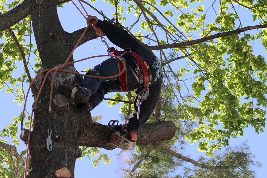 TLC Shrub & Tree Spraying Inc. Image